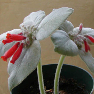 Sinningia leucotricha