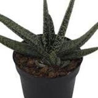 Gasteria carinata