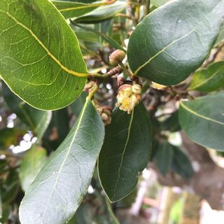 Bay Tree