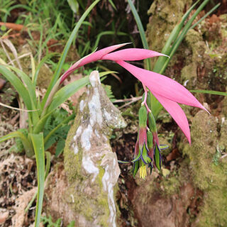 Billbergia nutans - Queen's Tears