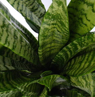 Sansevieria