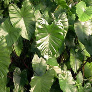 Black Taro
