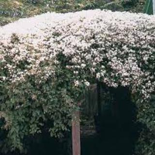 Climbers and Vines