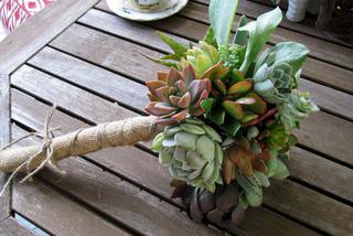 Succulent and Cacti